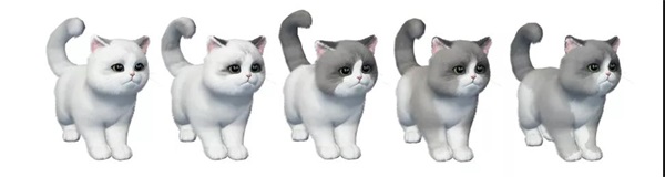 猫咪繁育小课堂开课啦！就决定是你了，猫猫兽超进化！